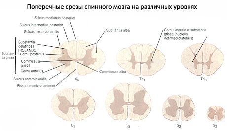 Спинний мозок