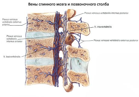 Спинний мозок