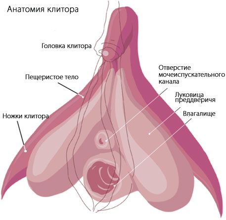 Анатомія клітора